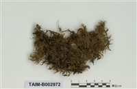 藏品(灰苔科)的圖片